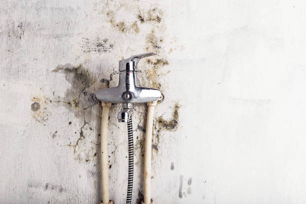 Best Professional Mold Removal  in Viola, NY