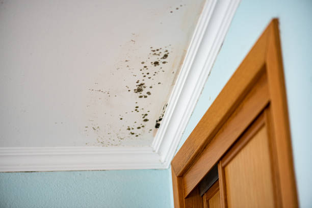 Best Residential Mold Removal  in Viola, NY