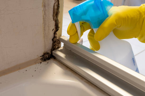Best Black Mold Removal  in Viola, NY