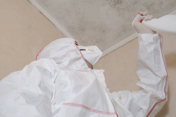 Certified Mold Removal in Viola, NY