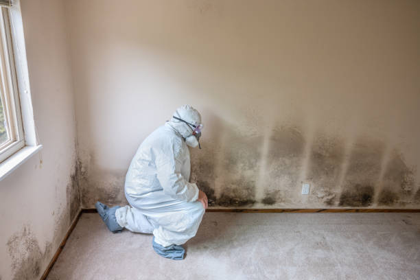 Best Certified Mold Removal  in Viola, NY