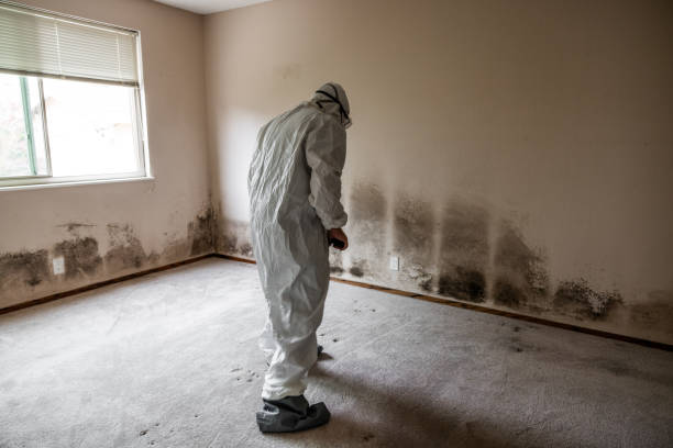 Best Mold Cleaning Services  in Viola, NY