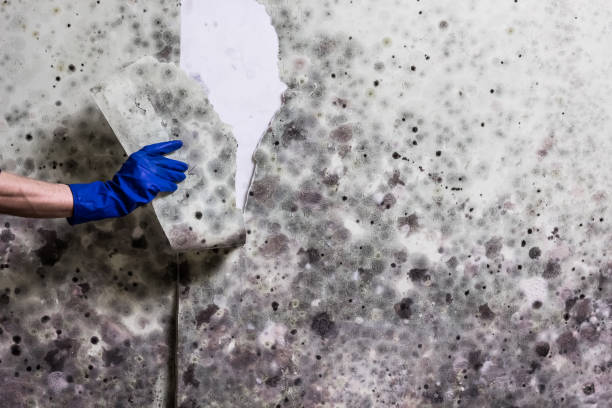 Best Certified Mold Removal  in Viola, NY